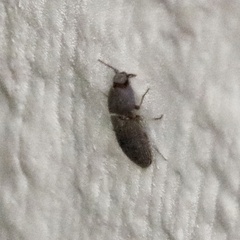 Agrypnus rectangularis
