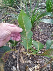 Canarium australianum