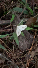 Lychnosea intermicata