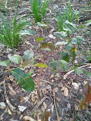 Canarium australianum