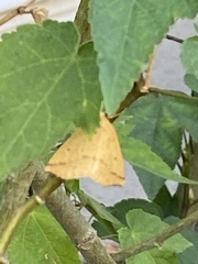 Neoterpes edwardsata