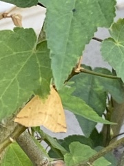 Neoterpes edwardsata