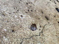 Helminthoglypta