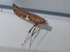 Caloptilia stigmatella