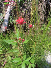 Castilleja miniata