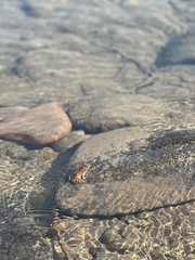 Rana luteiventris