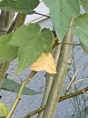 Neoterpes edwardsata