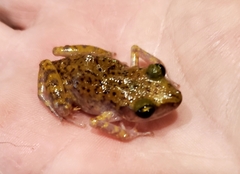 Eleutherodactylus marnockii