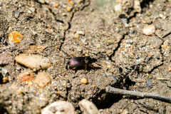 Poecilus lucublandus