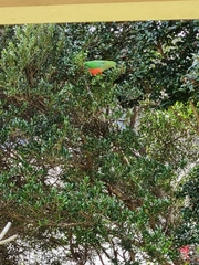 Alisterus scapularis