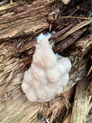 Reticularia lycoperdon