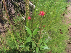 Castilleja miniata