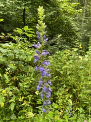 Campanulaceae