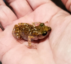 Eleutherodactylus marnockii