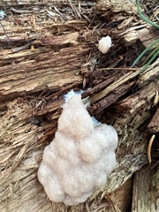 Reticularia lycoperdon