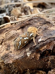 Gazoryctra roseicaput