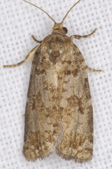 Choristoneura fumiferana