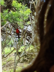 Alisterus scapularis