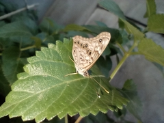 Asterocampa celtis