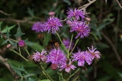 Vernonia greggii