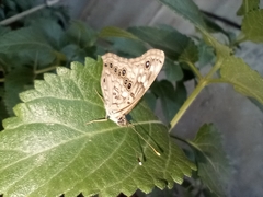 Asterocampa celtis