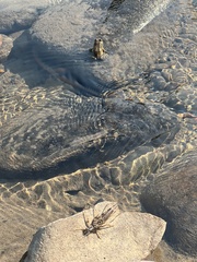 Rana luteiventris