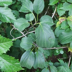 Rhamnus cathartica