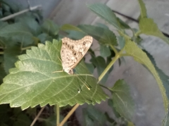 Asterocampa celtis