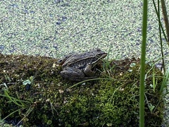 Rana luteiventris