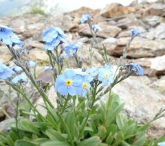 Myosotis alpestris