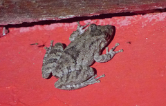 Scinax acuminatus