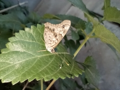 Asterocampa celtis