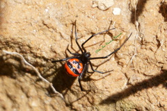 Latrodectus curacaviensis