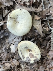 Lactarius maculatipes