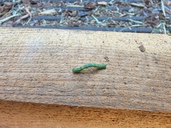 Trichoplusia ni