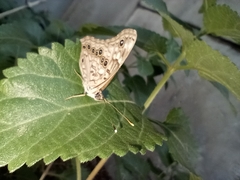 Asterocampa celtis
