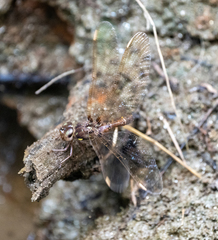 Boyeria vinosa