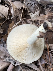 Lactarius maculatipes