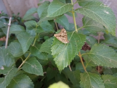 Asterocampa celtis