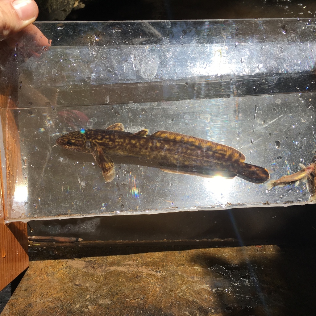 Burbot