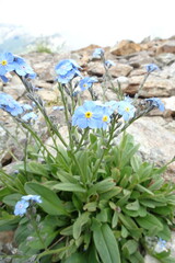 Myosotis alpestris