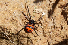 Latrodectus curacaviensis