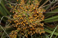 Nolina cespitifera