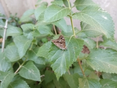 Asterocampa celtis