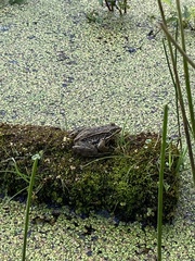 Rana luteiventris