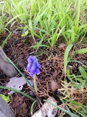 Muscari