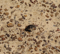 Cicindela ocellata