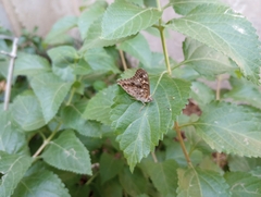Asterocampa celtis