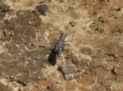 Cicindela ocellata
