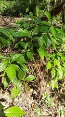 Psychotria nervosa